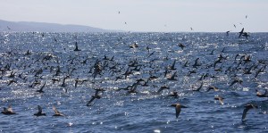 76557098.meqOaT2U.000sootyOZ9W1835