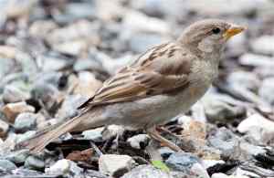 female-house-sparrow-on-gravel