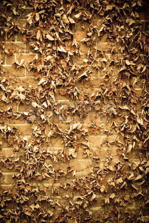 48935464-red-brick-wall-background-with-dry-withered-ivy-leaves-plants
