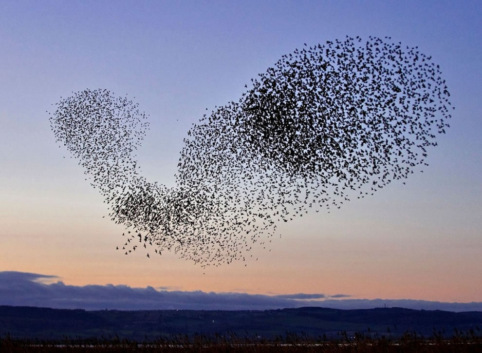 Flock-of-Starlings