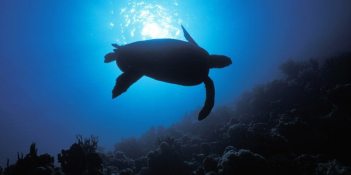 4200i1A7CA06263E1DE88