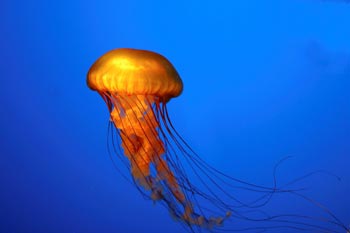 jellyfish[1]