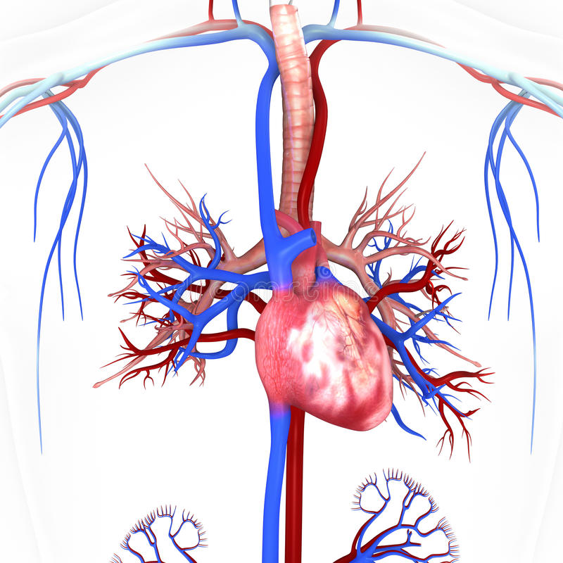 heart-veins-arteries-helps-blood-flow-40454786