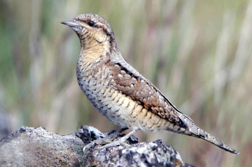1007.Wryneck