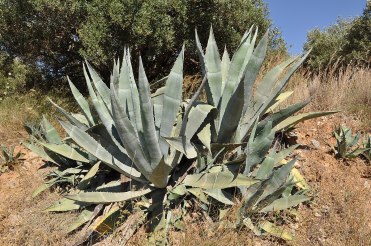 1200px-Agave_americana_R01