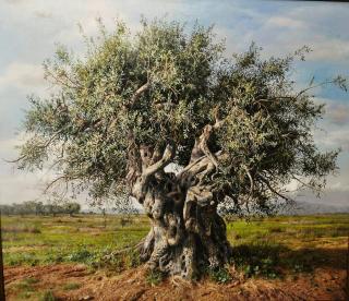 7-olive-tree-elidon-hoxha