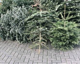 discarded christmas trees piled on pavement for trash collection