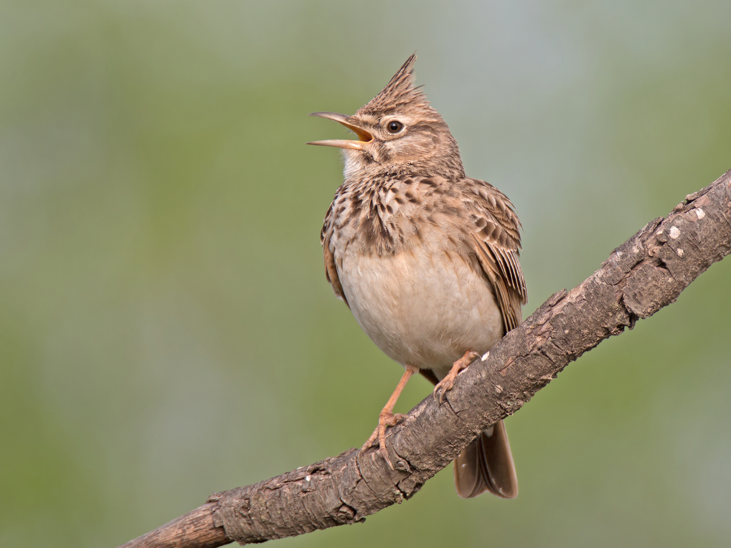 Crested_lark_singing
