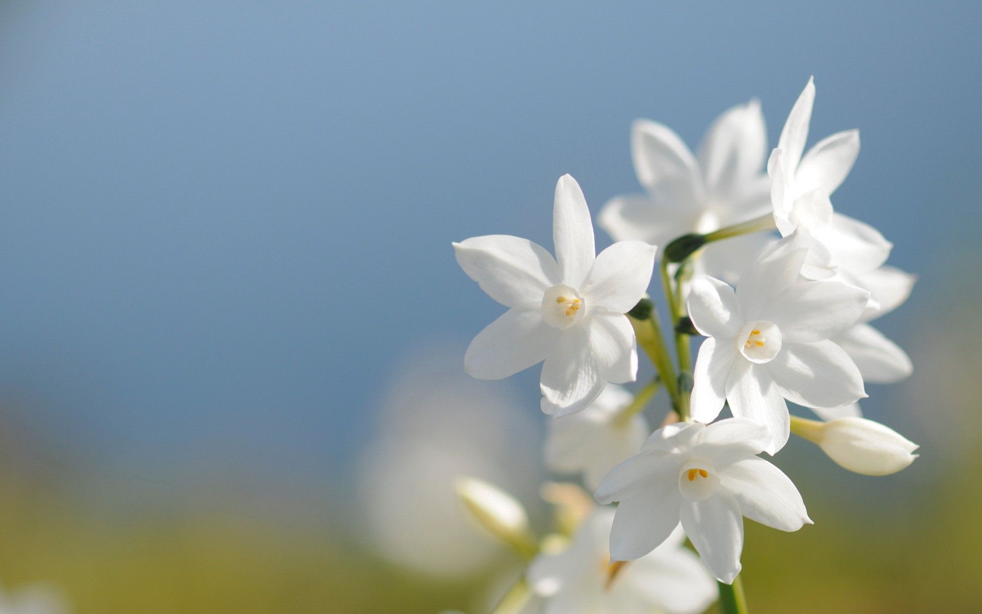 white-jasmine-wallpaper