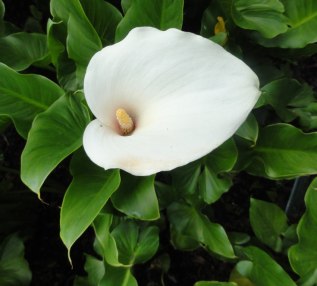 how-to-grow-arum-lily