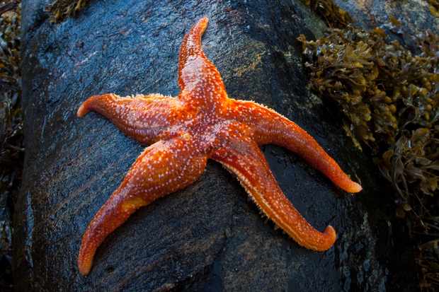 Asterias-rubens-71ed816